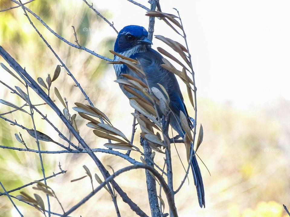 Scrub Jay in dead leaves