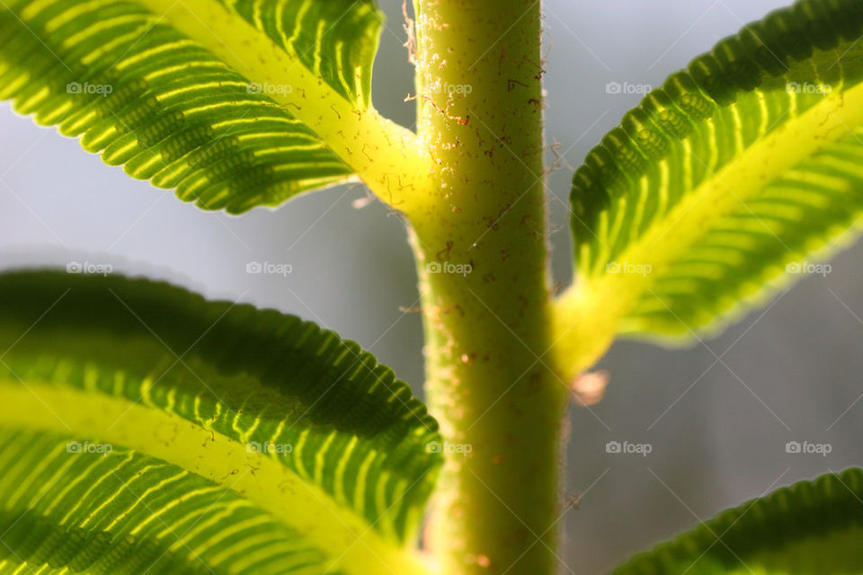 green light nature macro by kshapley