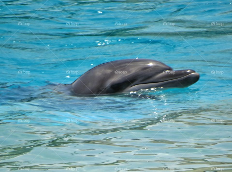 Bottlenose Dolphin. Bottlenose Dolphin In Blue Water Of The Caribbean
