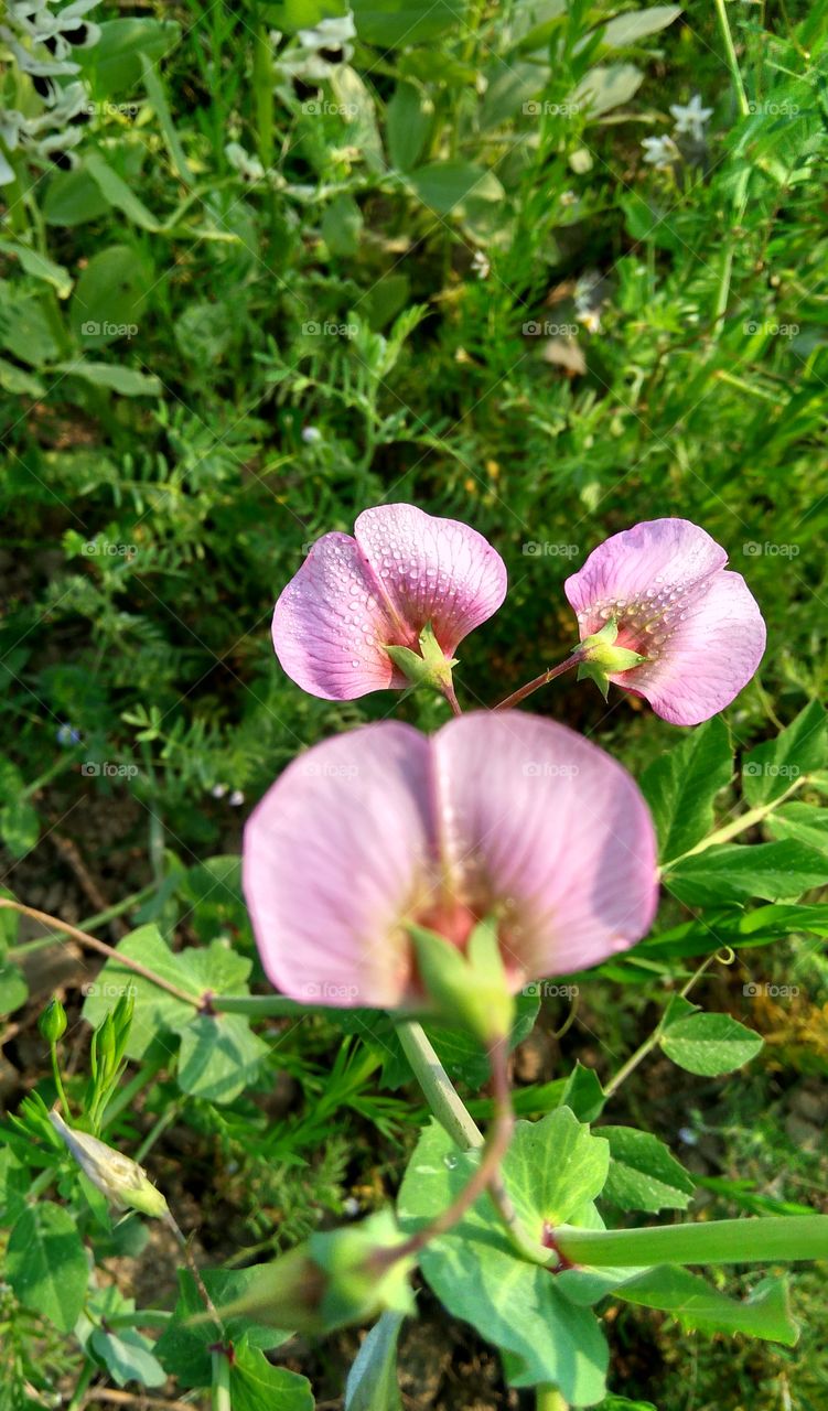 petals of shrub pea