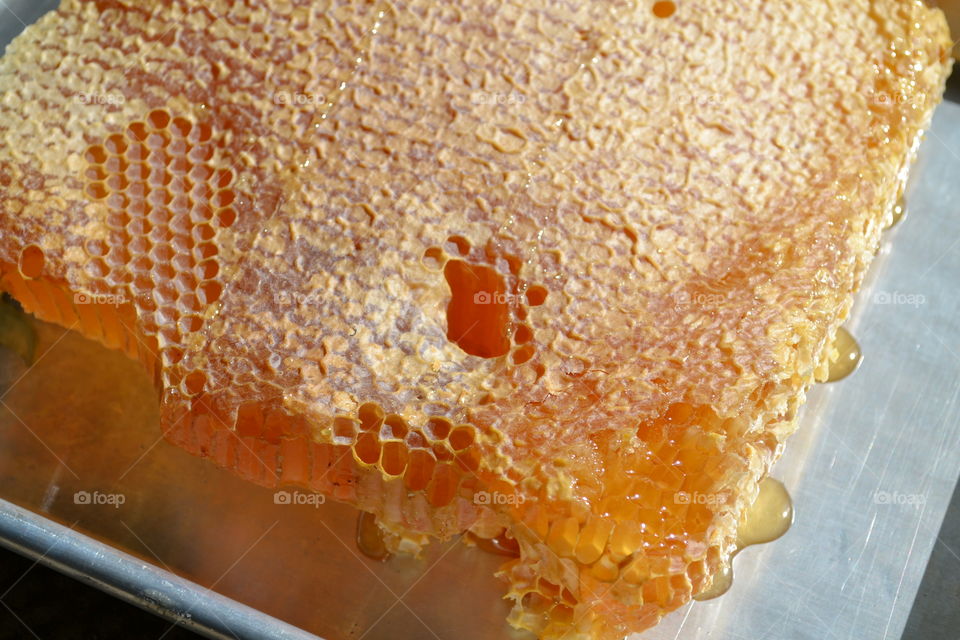 Harvesting Honey