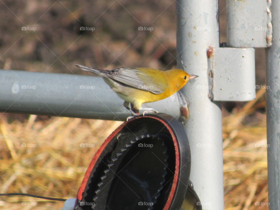 Prothonotary Warbler