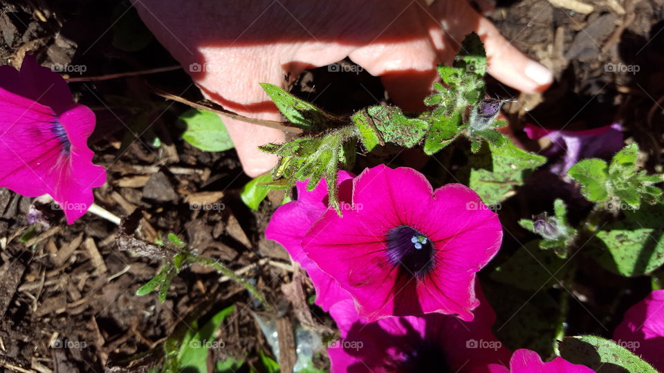 petunias