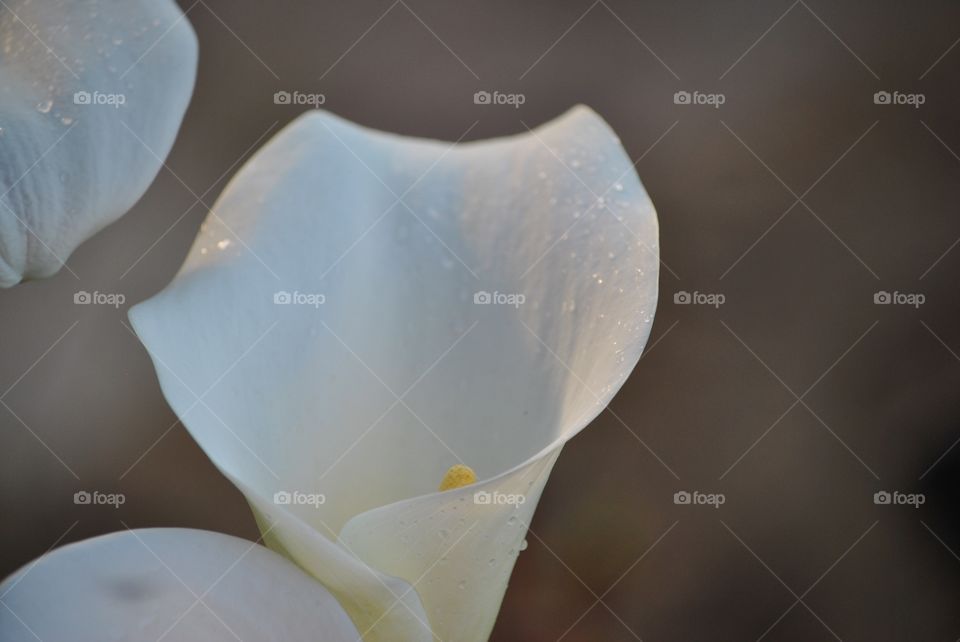 pretty flower glass of milk