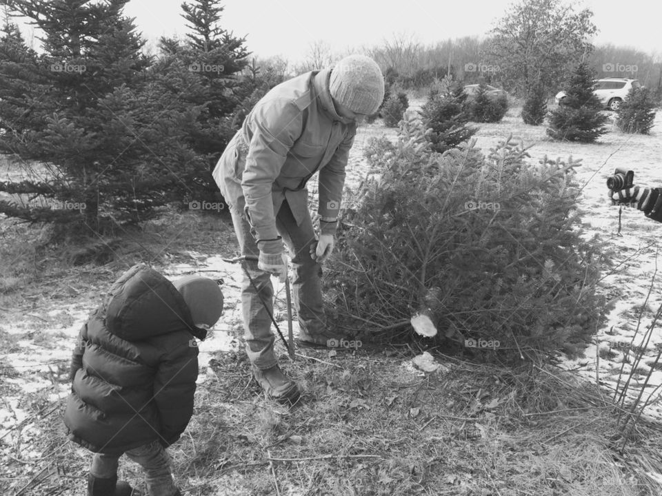 Christmas Tree cutting
