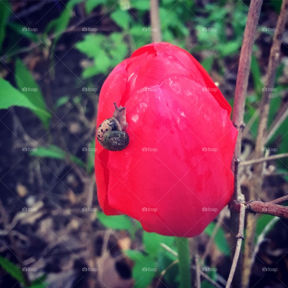 A two lipped snail.