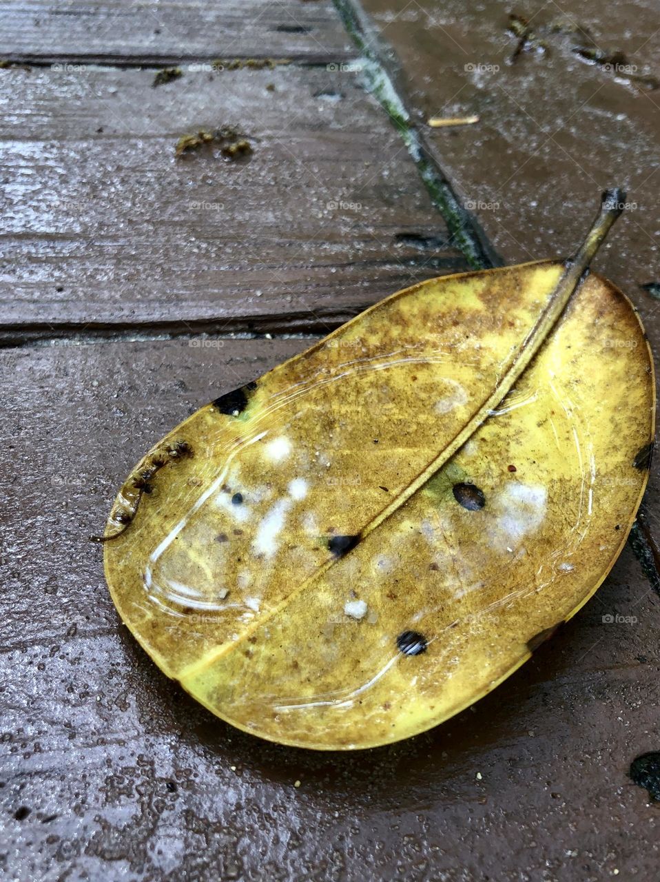 Closeup of rainwater collected in a fallen yellow leaf, on a wooden walkway 