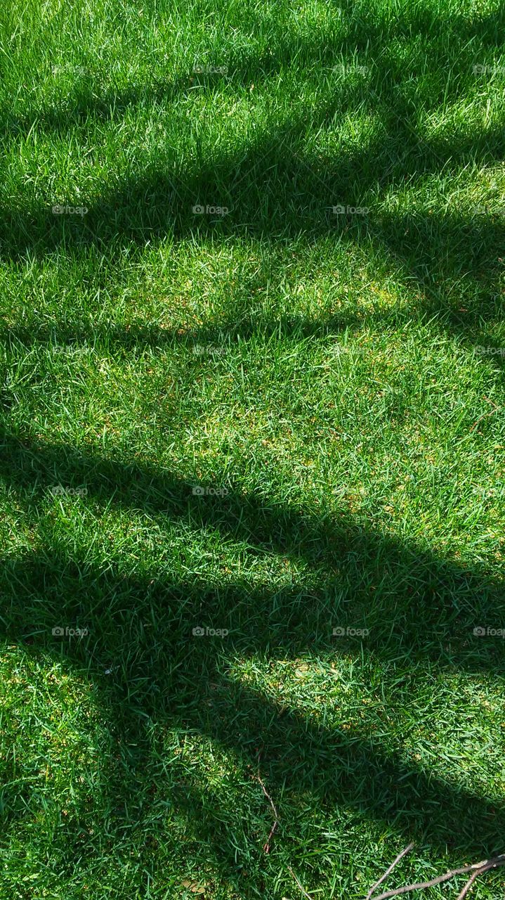spring. green. shadows