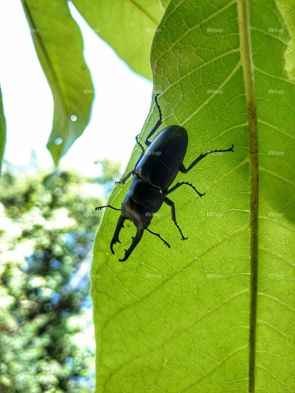 Rhinoceros beetle. Rhinoceros beetle under green leaf