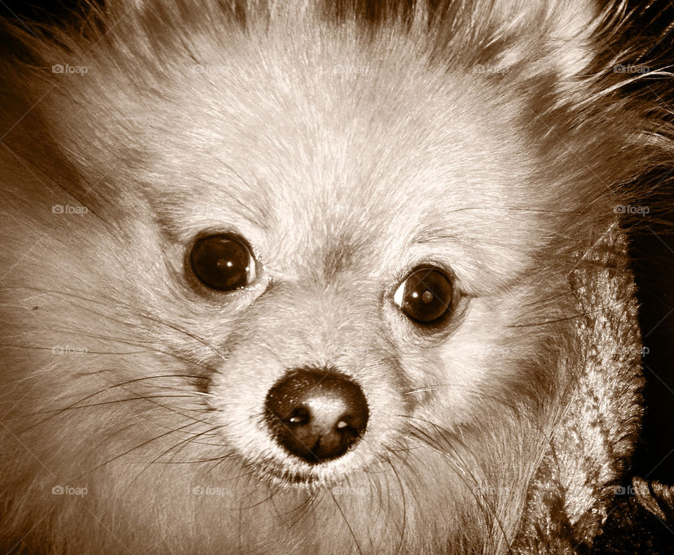 Cute close up of little Pom face