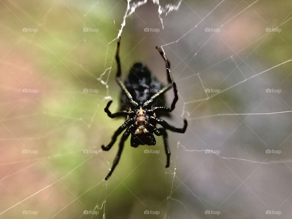 Closeup of spider in web. Hard to get macro photography