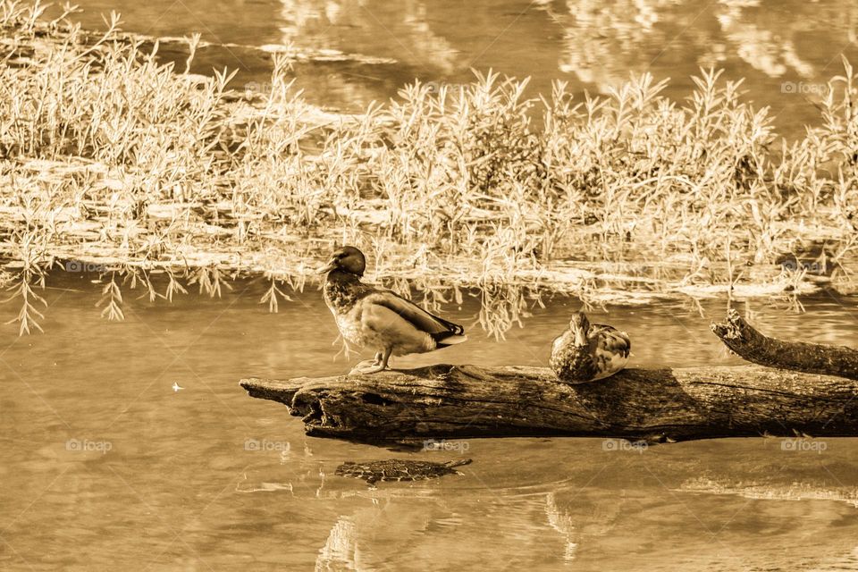 two ducks sitting on a log in the middle of a lake with vegetation growing in the background