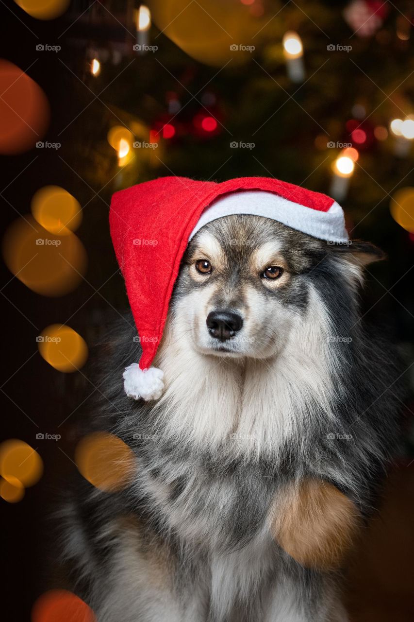 Portrait of a young Finnish Lapphund dog wearing a santa hat 