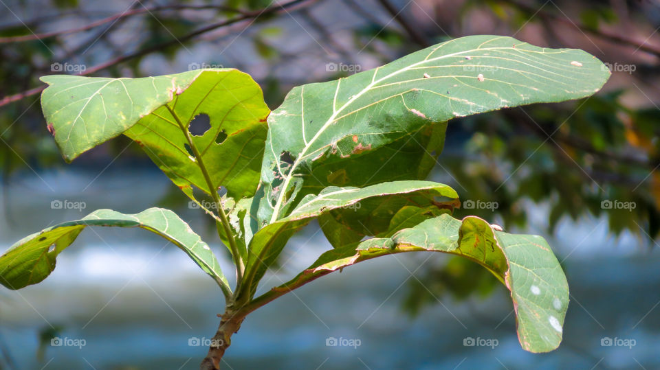 malahayu central java