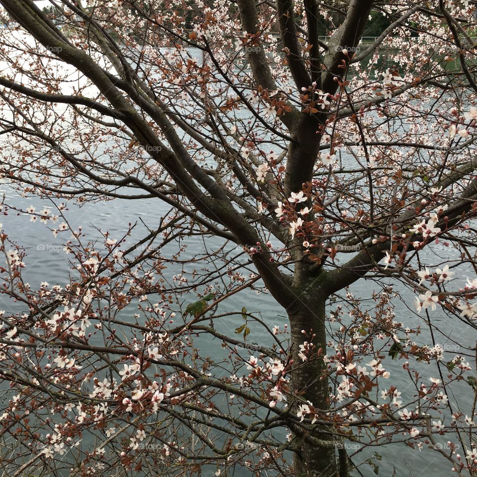 The cherry tree by the beach