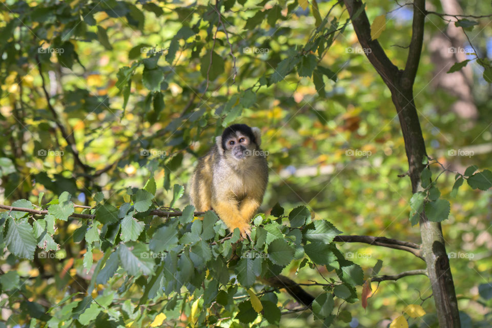 Close Up Of A Black-Capped Squirrel Monkey
