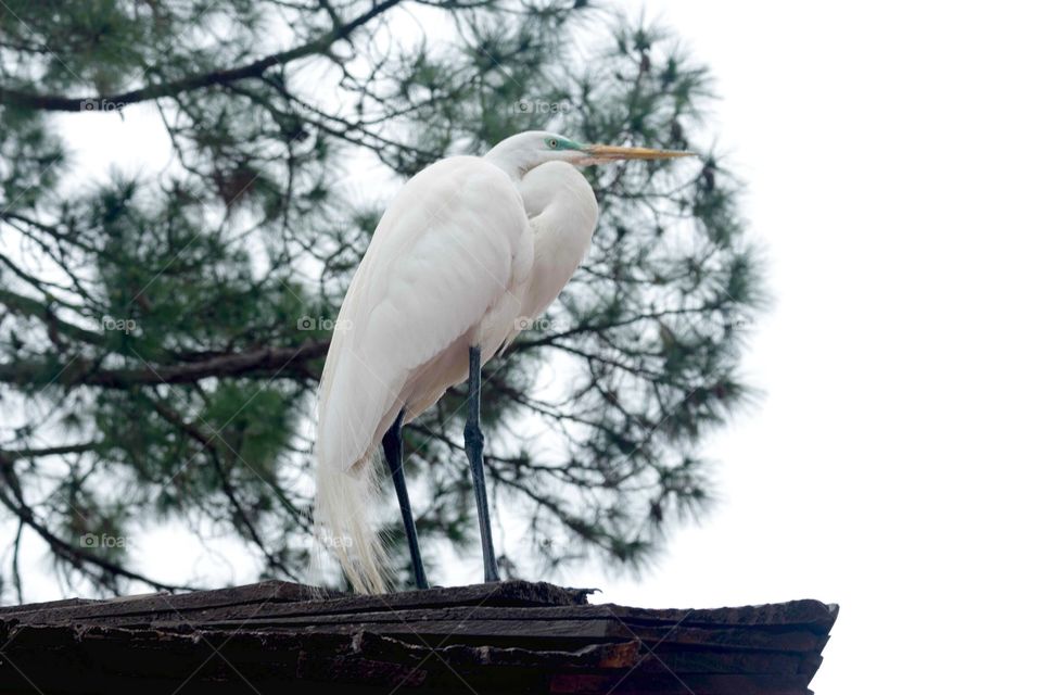 White bird