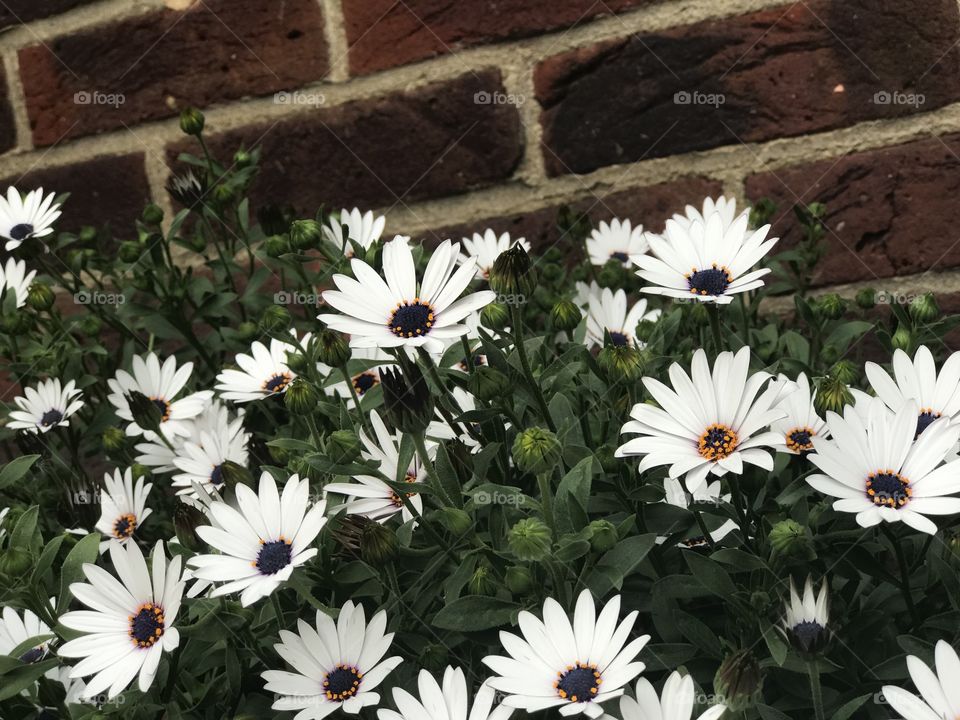 Beautiful Daisy Flowers  