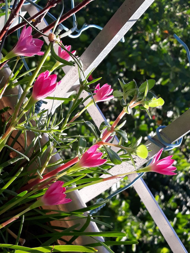 My  floweres.