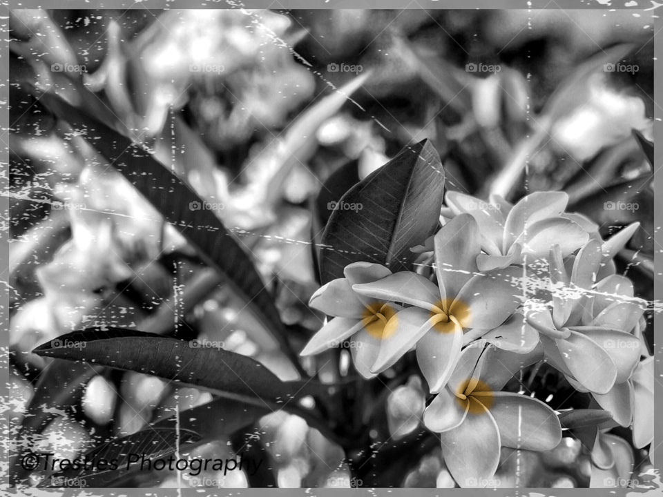 Plumeria in Distressed Black & White, Contemporary Lifestyle Photography 