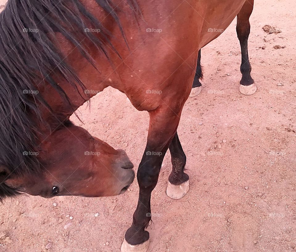 Horse taking a bow