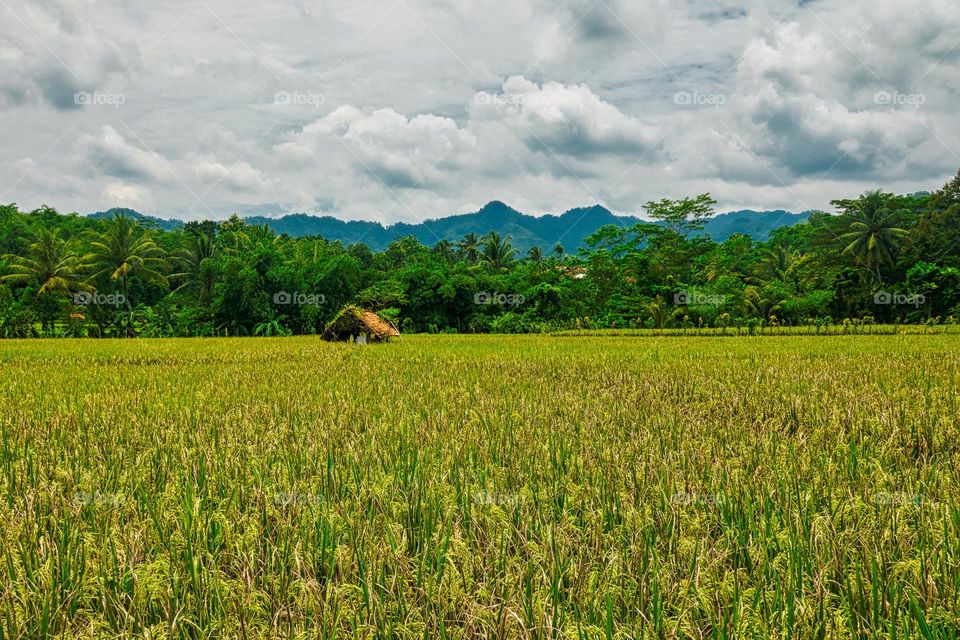 ricefield