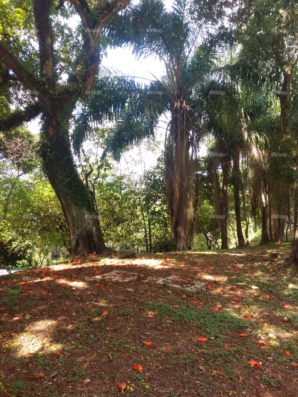 bem vindo foap natureza