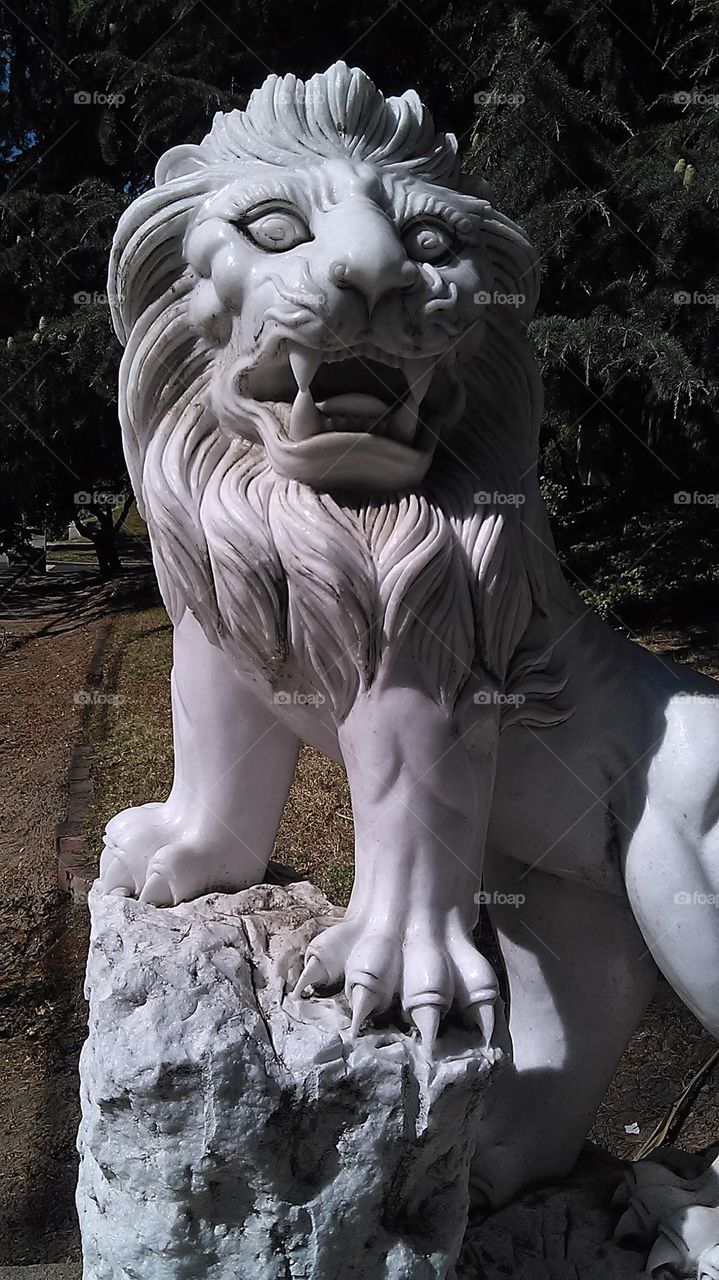 Lion's paw. I was out for a walk through my neighborhood