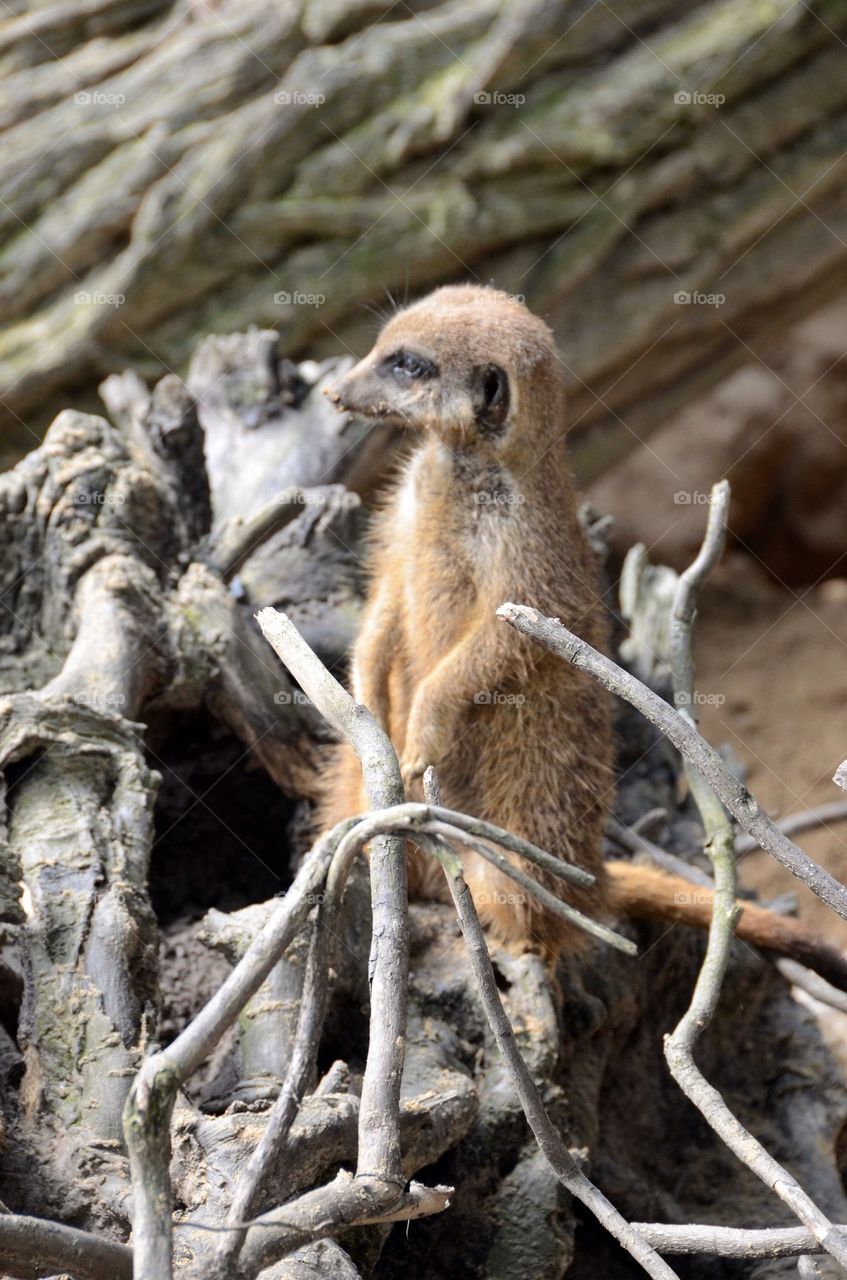 A meerkat at the zoo of Antwerp.
