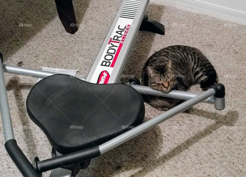 Rowing machine and cat