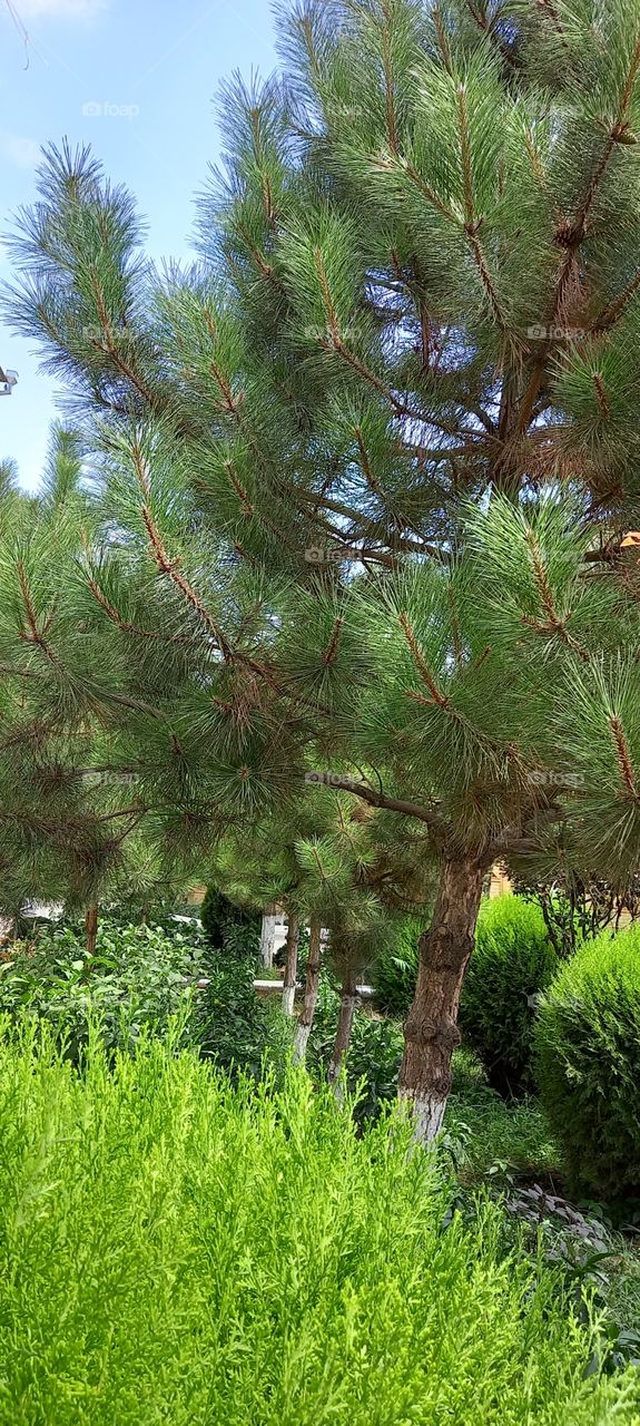 tree,nature, wonder, beautiful, flower,