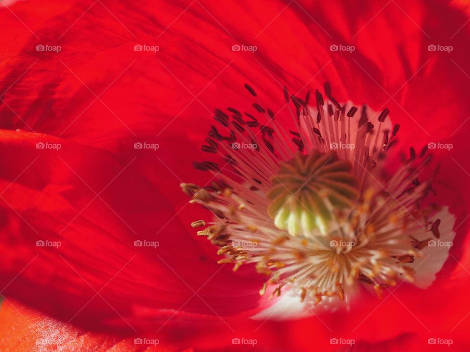 Close up of poppy flower