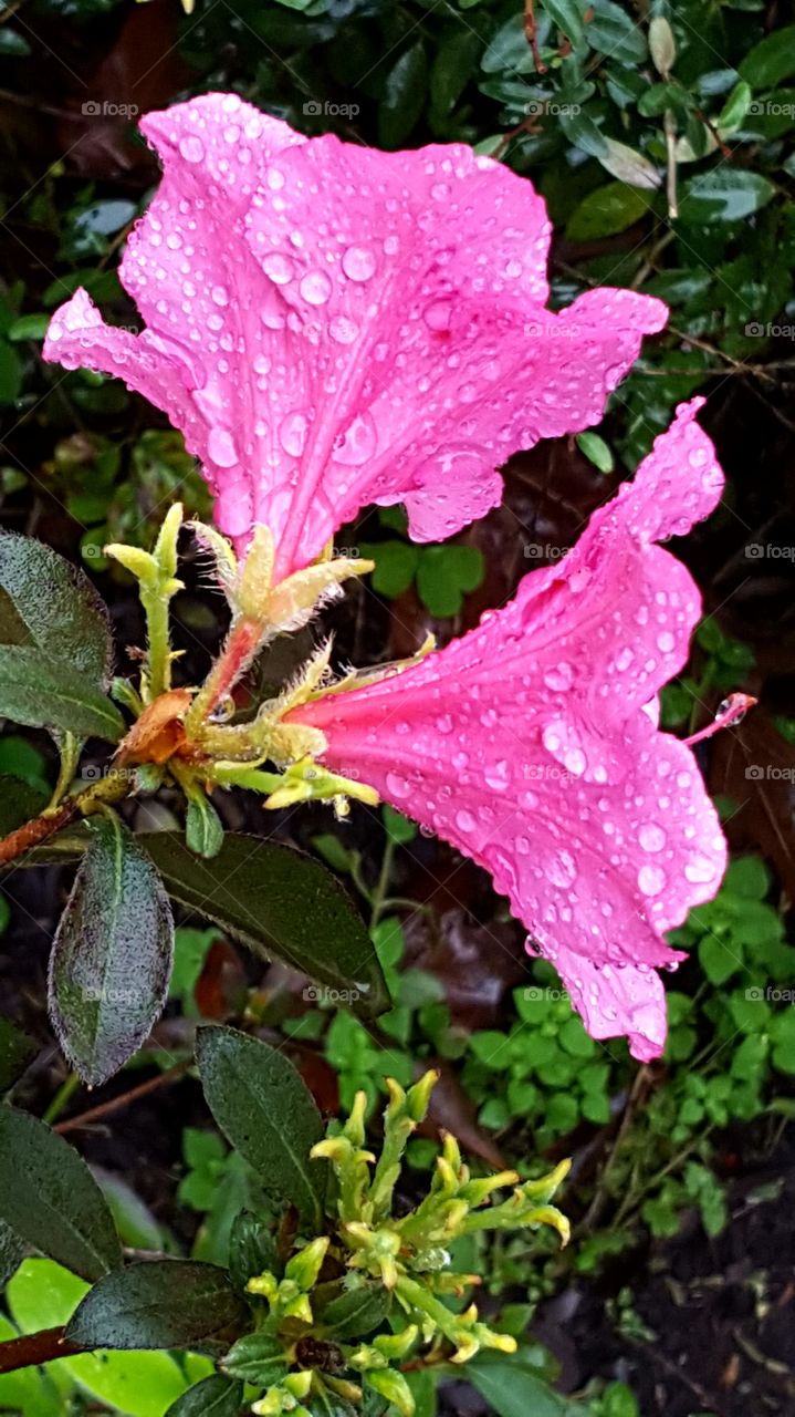 Beautiful blossoming Azalea Flowers covered in rain droplets.