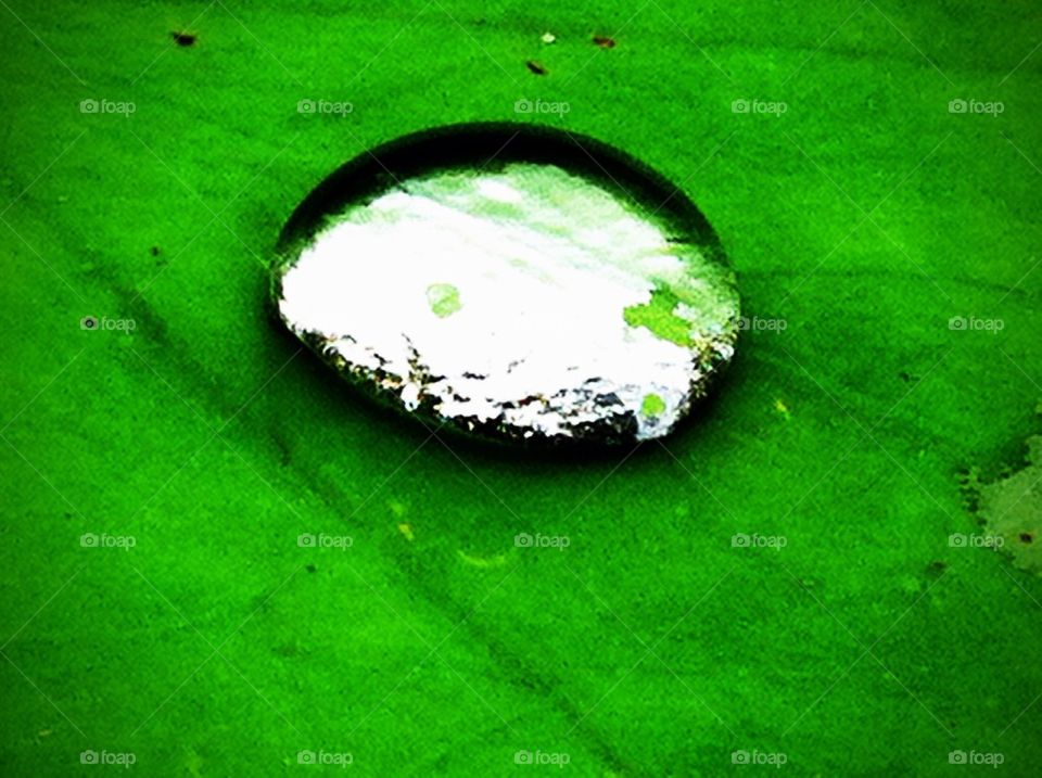 Water drop on the lotus leaf