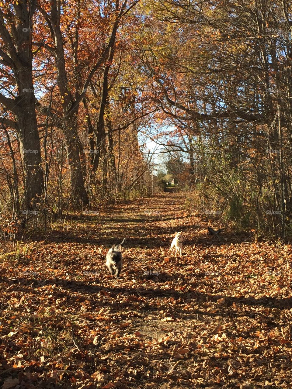 Two animal on footpath during autumn