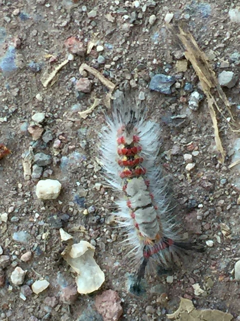 Caterpillar 