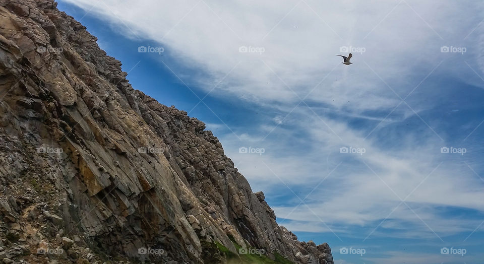 Bird flying in mountain landscape