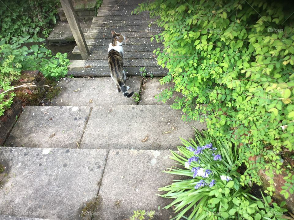 Cat. Cat in garden 