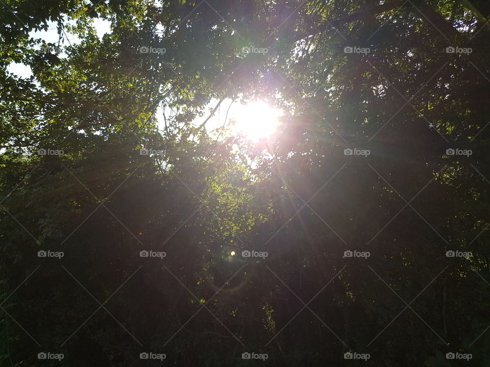 the sun is shining between the trees in the middle of nature