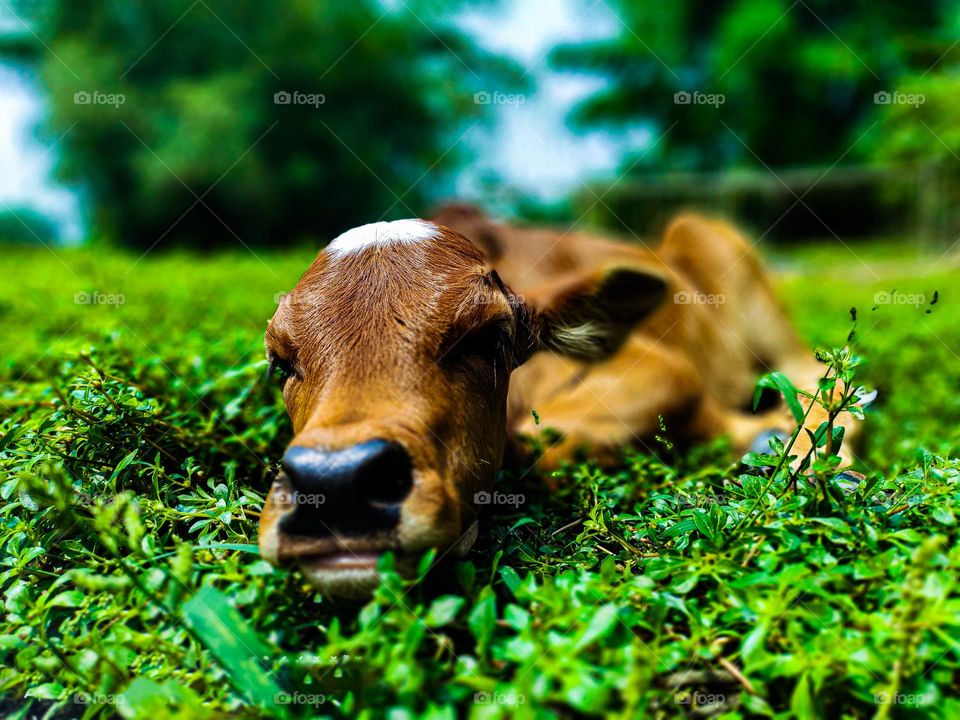 This calf is ours. I took photos of this calf. Calf survival is very beautiful. There is a white spot on the forehead. So the animal looks very beautiful.