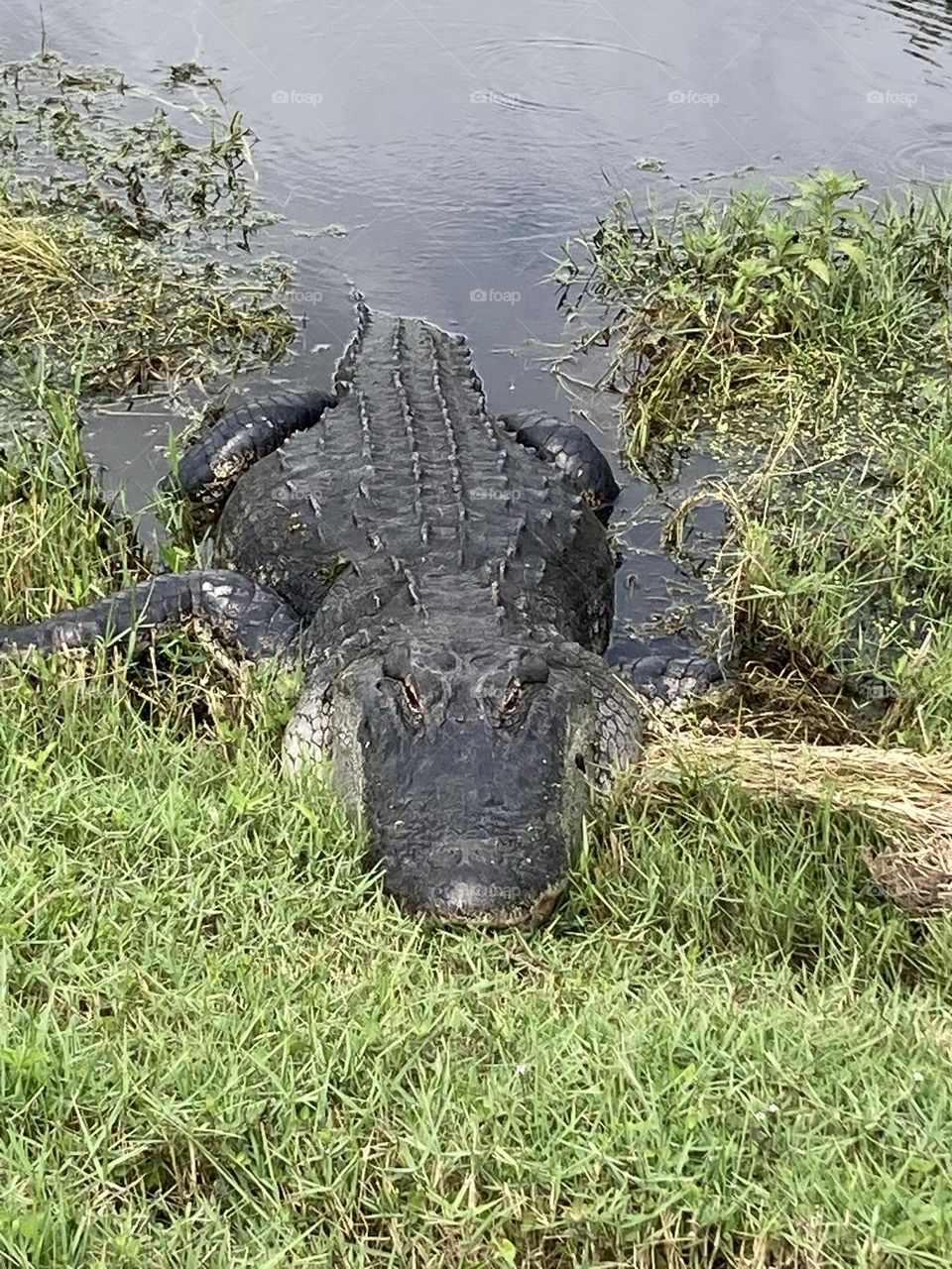 Wild alligator in Apopka Florida 🐊