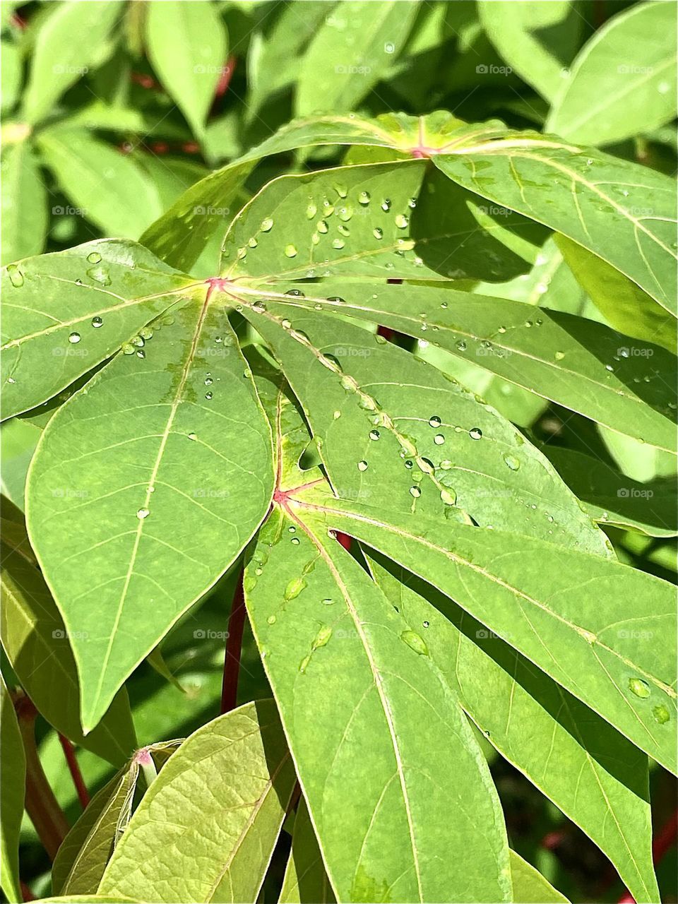 Rain drops on leaves