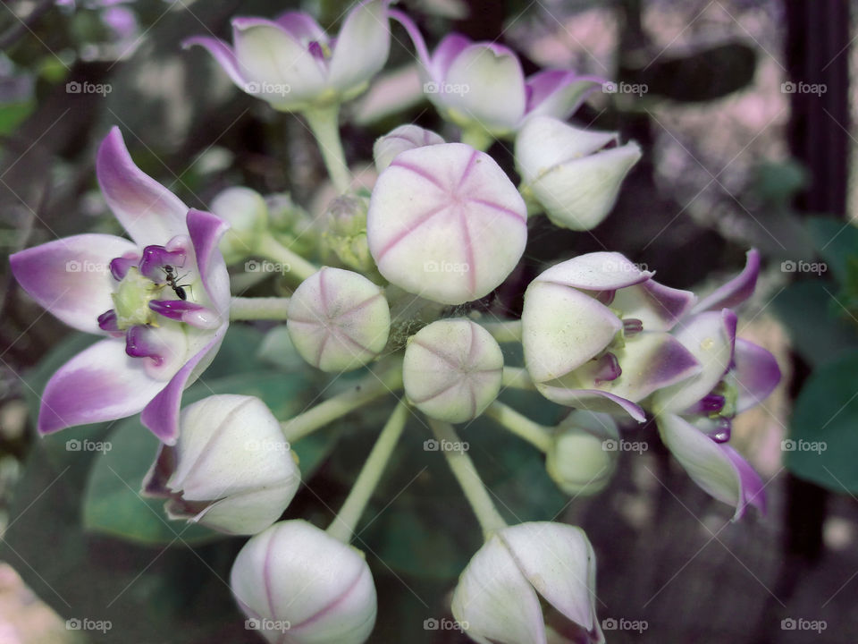 Close-up of flower and bud