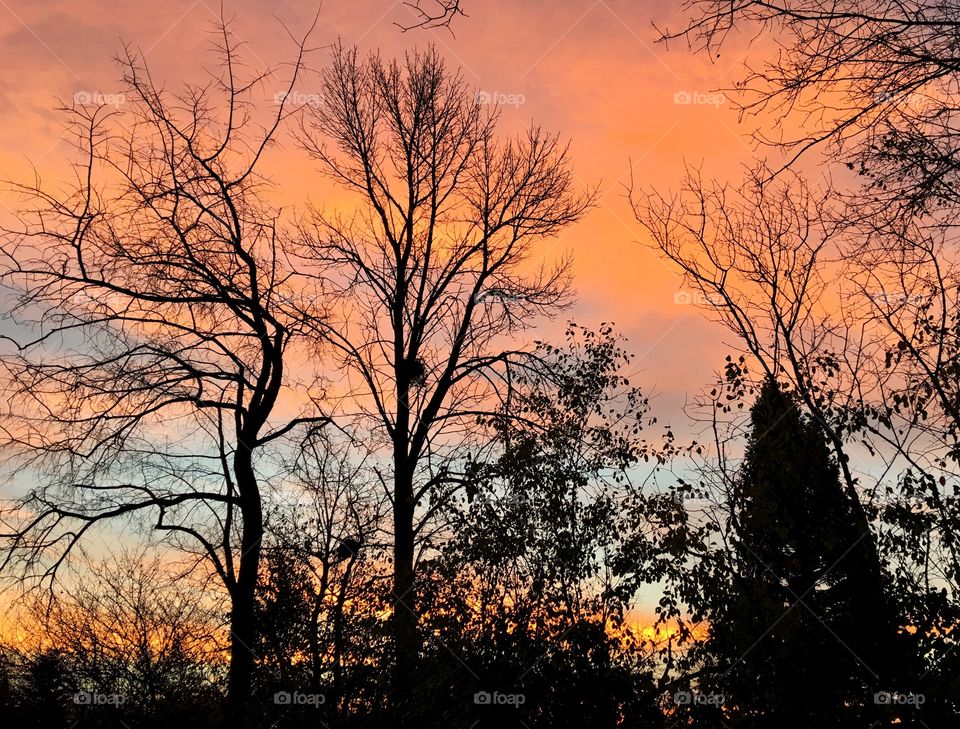 Low angle view of trees during sunset
