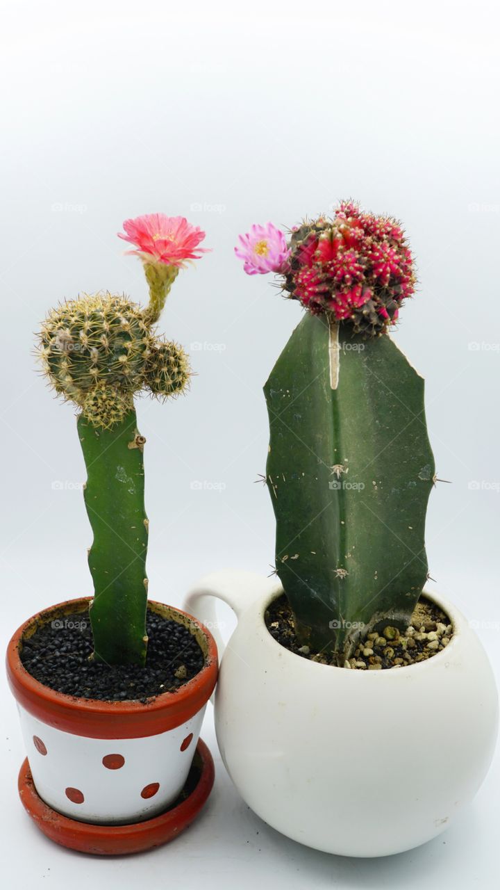 cactus flower blooming lobivia gymno