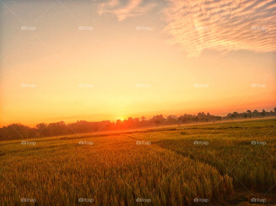 sunset on the cropland