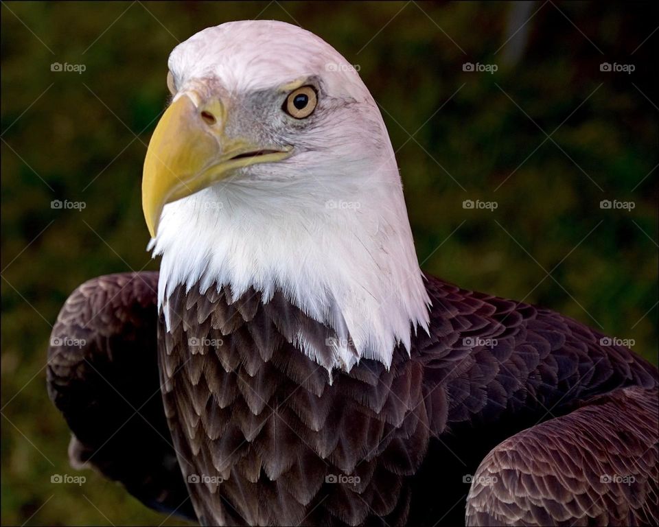 Our magnificent Bald Eagle.