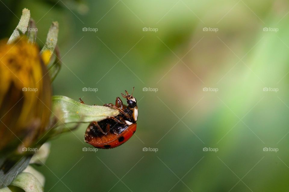 Ladybug hanging on dandelion.