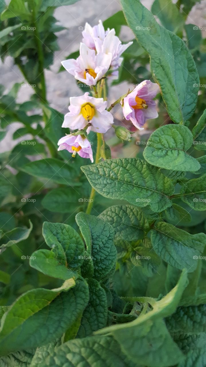 potato  plant