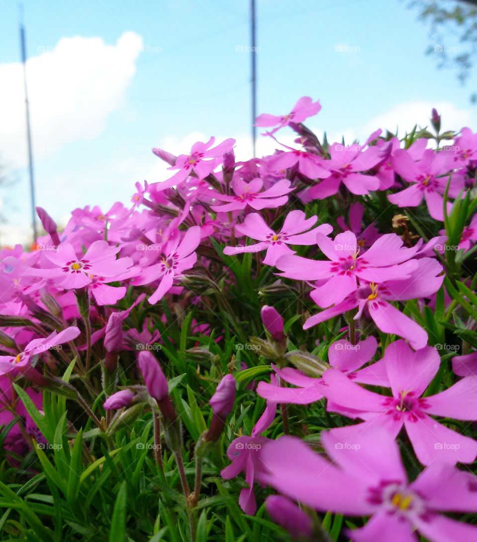 flori violete. 5